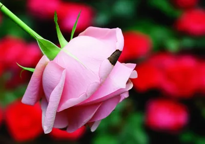 Illustration sins - Image 1