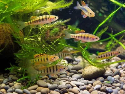 Illustration anhinga - Image 1