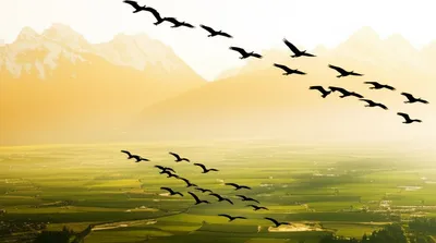 Illustration migrate - Image 1