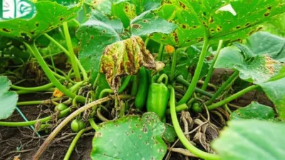 Illustration burn - Image 1