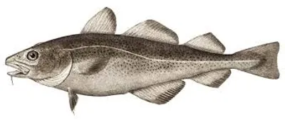 Illustration cod - Image 2