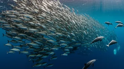 Illustration schools