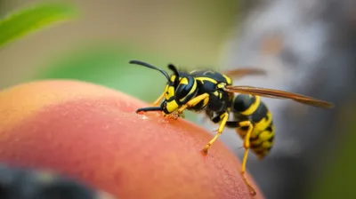 Illustration piercer - Image 1