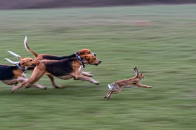 Illustration baying - Image 1