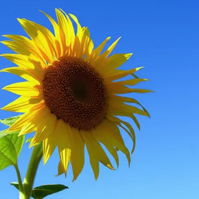 Illustration perky - Image 1