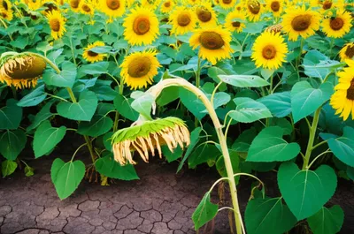 Illustration languished - Image 1