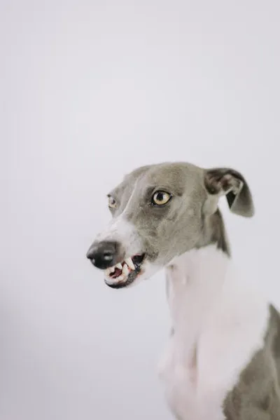 Illustration snarling - Image 2