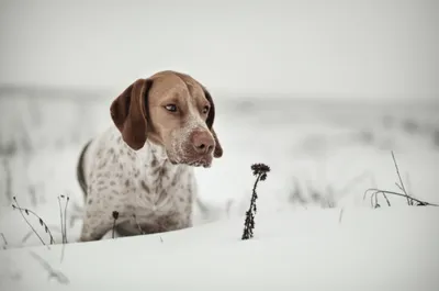 Illustration cold - Image 1