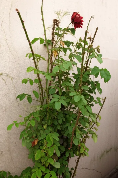 Illustration uncomely