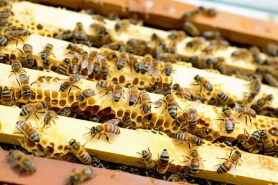 Illustration hived - Image 1