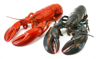 Illustration lobsters