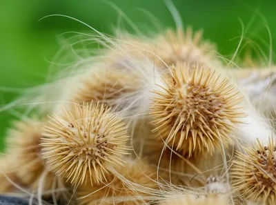 Illustration burrs - Image 1