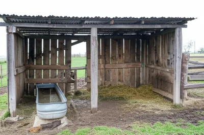 Illustration cubs - Image 1