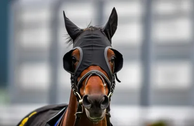 Illustration blinkers - Image 1