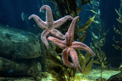 Illustration seastar - Image 2