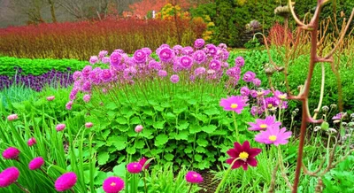 Illustration perennials - Image 1