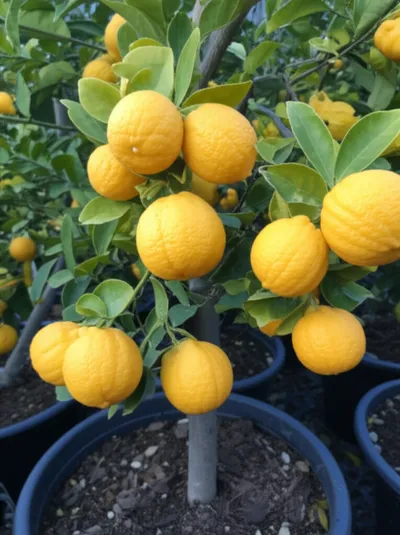 Illustration citron - Image 1