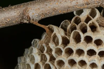 Illustration petioles - Image 1