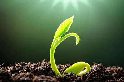 Hình ảnh minh họa developing - Ảnh 1