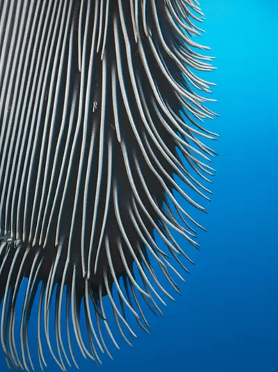 Illustration beard - Image 1