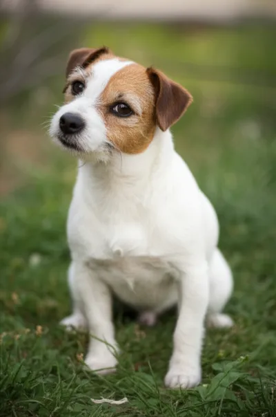 Illustration jug - Image 1