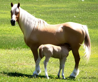 Hình ảnh minh họa mare - Ảnh 1