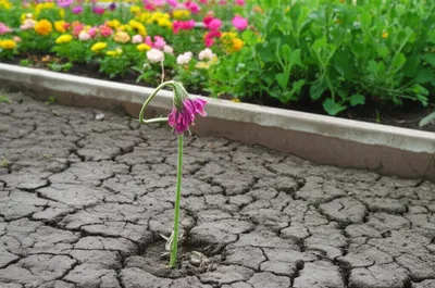 Illustration lowly - Image 1