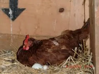 Illustration sitting - Image 6