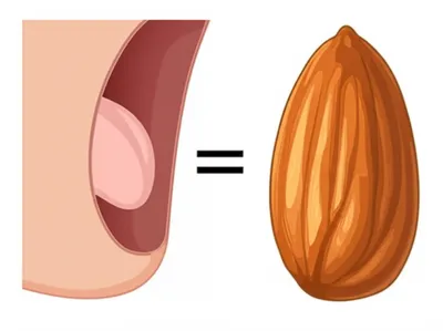 Illustration almonds - Image 2