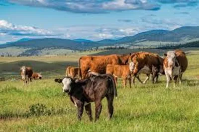 Illustration grassland - Image 2