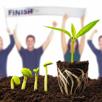 Illustration seeds - Image 1