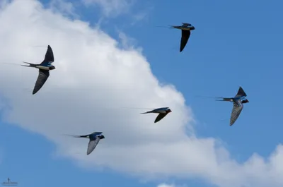 Illustration martin - Image 1