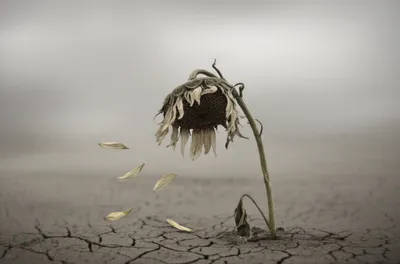 Illustration sickly - Image 1