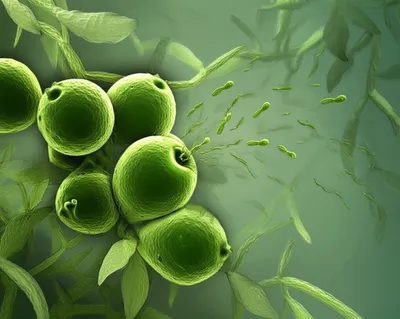 Illustration antheridium