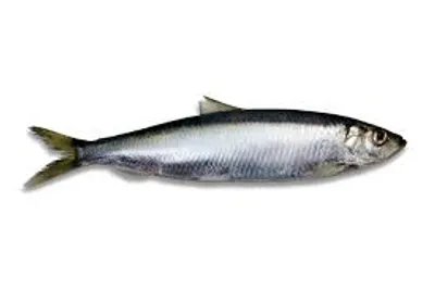 Illustration herring - Image 2