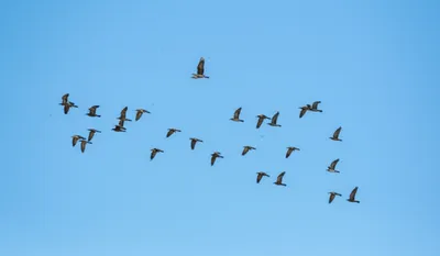 Hình ảnh minh họa followers - Ảnh 1