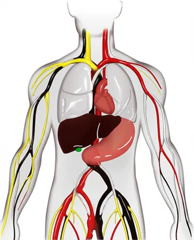 Illustration cambia - Image 1