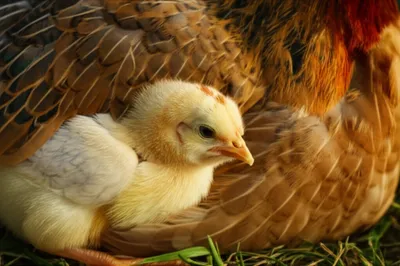 Illustration nestling - Image 1