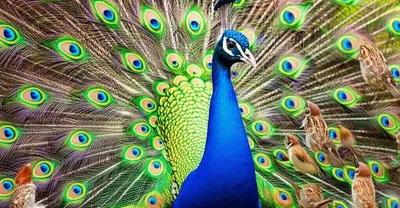 Illustration braggart - Image 1