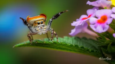 Illustration jumpers - Image 1