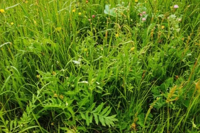 Illustration herbage - Image 1