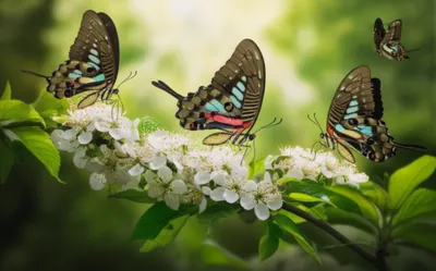 Illustration courtiers - Image 1