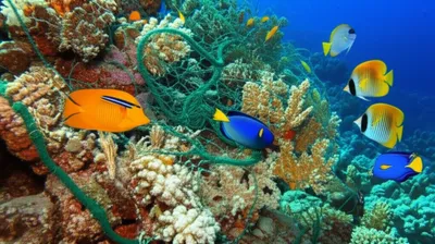 Illustration fouling - Image 1