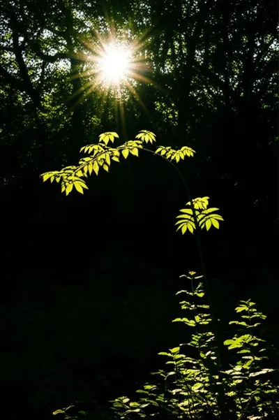 Illustration inclining - Image 1