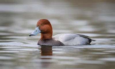 Illustration pokers - Image 1