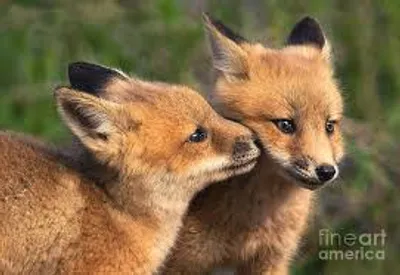 Illustration nuzzle - Image 2