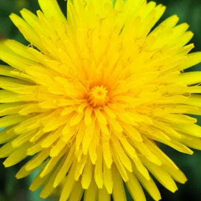 Illustration dandelion - Image 1