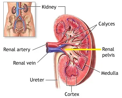 Illustration pelvis - Image 2