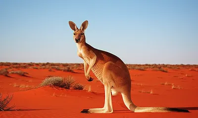 Illustration red kangaroos - Image 1