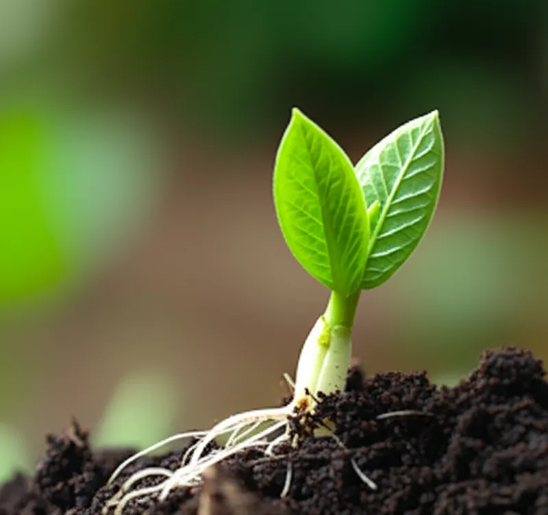 توضيح مرئي للكلمة "seedlings" - شتلة